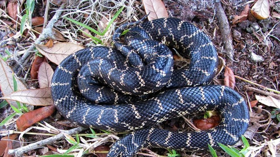Korálovka pruhovaná (Lampropeltis getula).